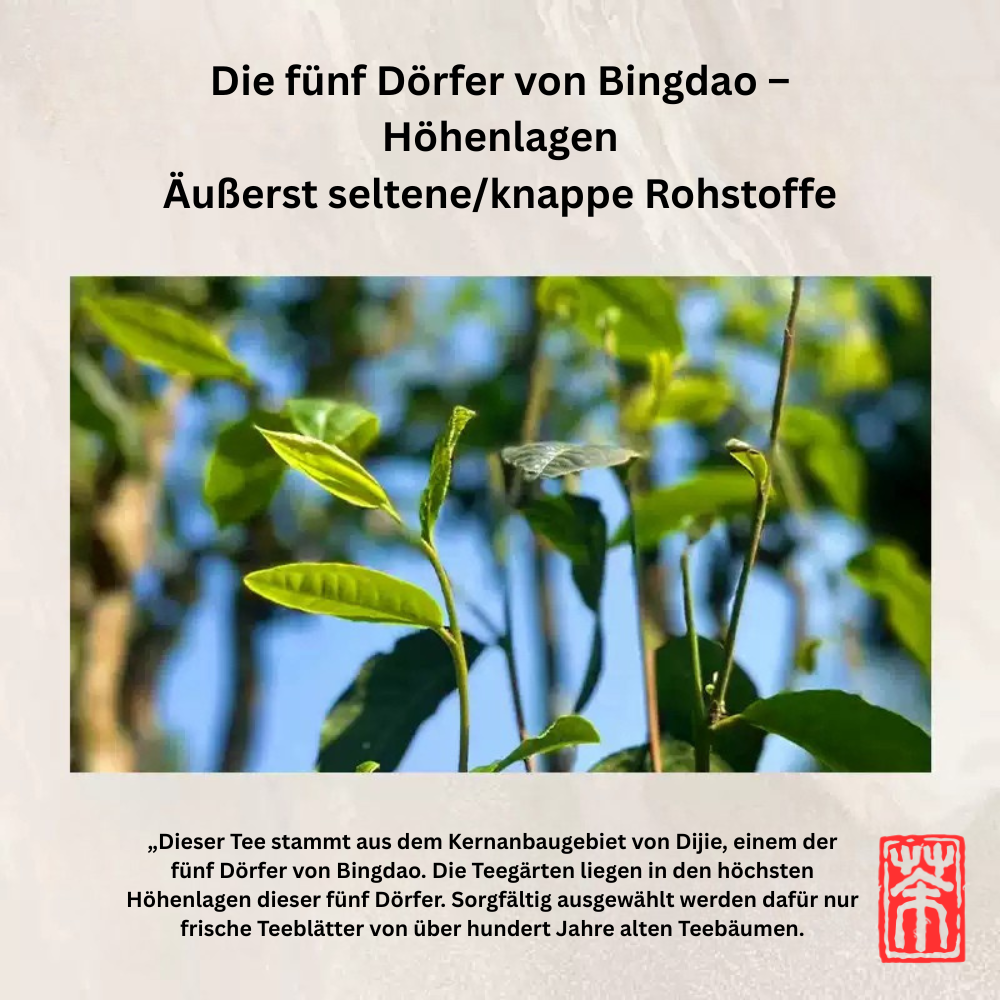 2010 Bingdao Dijie (冰岛地界) | 15+ Jahre Dry Storage – Museum Collection „Six Famous Tea Mountains“ (336g)