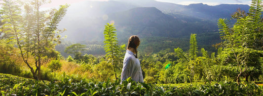 Gesundheitsvorteile von Pu-Erh-Tee – Was sagt die Wissenschaft?